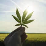 Efemérides: HOY ES DÍA MUNDIAL DE LA MARIHUANA